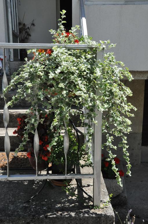 Apartment Marioni Buzet Exterior foto
